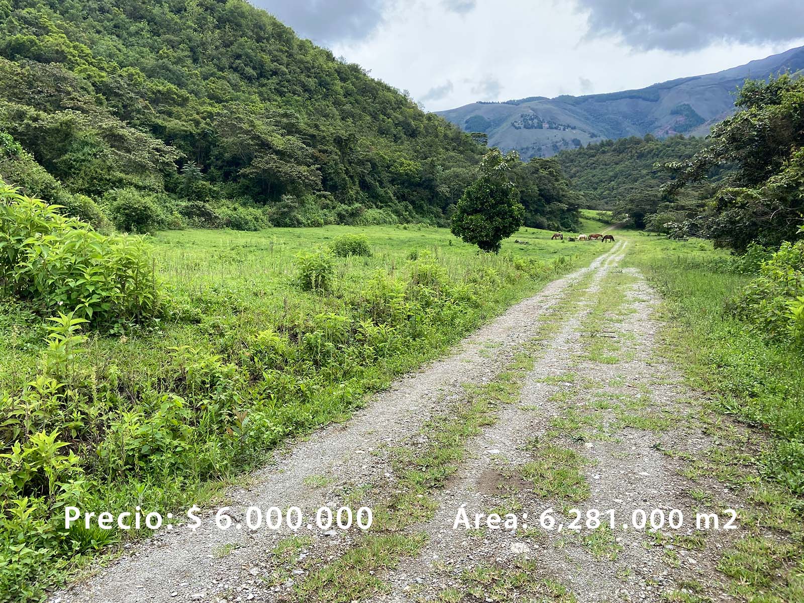 Elite Garden Resedence.