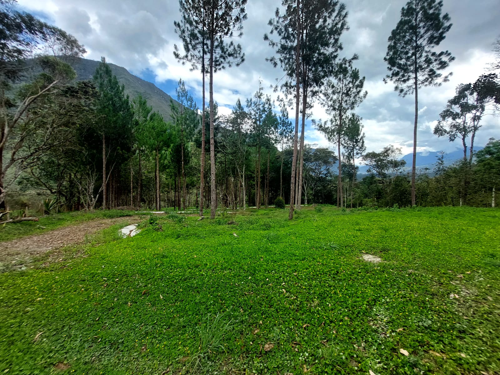 Terreno en Fundo Palmeras 1.5 Ha